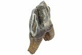 Fossil Woolly Rhino (Coelodonta) Tooth - Siberia #225209-3